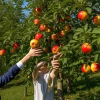 Discover America's Premier Apple Orchard in Connecticut This Autumn