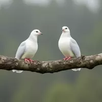 From Skeptic to Enthusiast: My Unexpected Journey into the World of Birdwatching