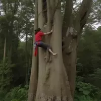 Innovative Tree Climbing in Costa Rica's Cloud Forest