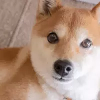 Shiba Inu's Future: A Bleak Outlook for the Meme Coin in the Coming Year