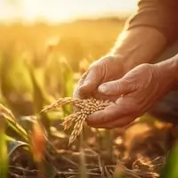 Oppenheimer Raises Nutrien's Price Target Amidst Robust Agricultural Outlook