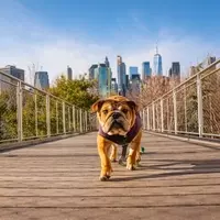 Verizon: The Lone 'Dog of the Dow' Dividend Champion