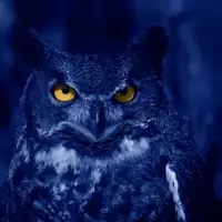 Blue Owl Capital: Unwavering Growth Amidst Market Skepticism