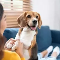 Central Garden & Pet Company: A Promising Investment Opportunity