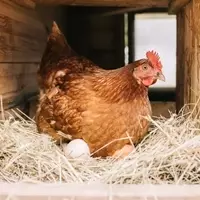 Vital Farms Faces Pricing Power Uncertainty Amidst Disappointing Quarter