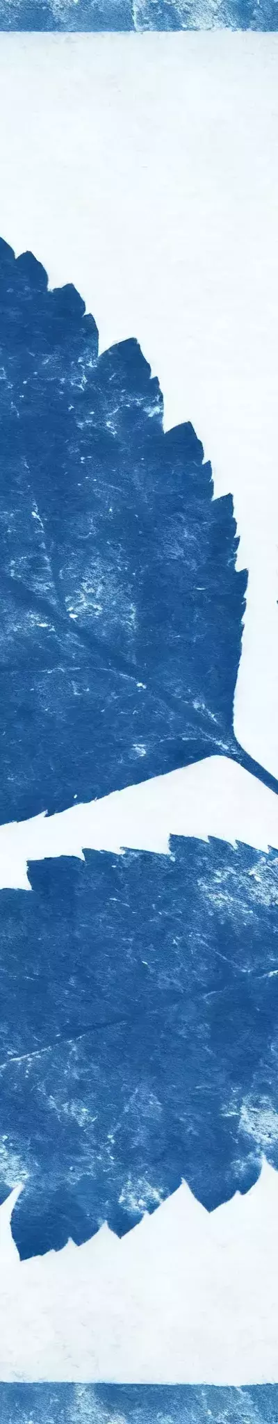 Cyanotype: The Photochemistry of Iron-Based Imaging