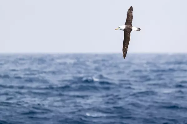 Navigating the Drake Passage: A Comprehensive Guide for First-Time Antarctic Adventurers