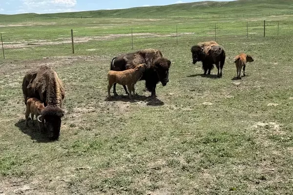 Experience the Wild West in Cheyenne, Wyoming