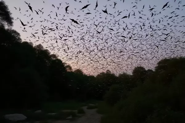 Bracken Cave: Texas' Premier Bat Sanctuary